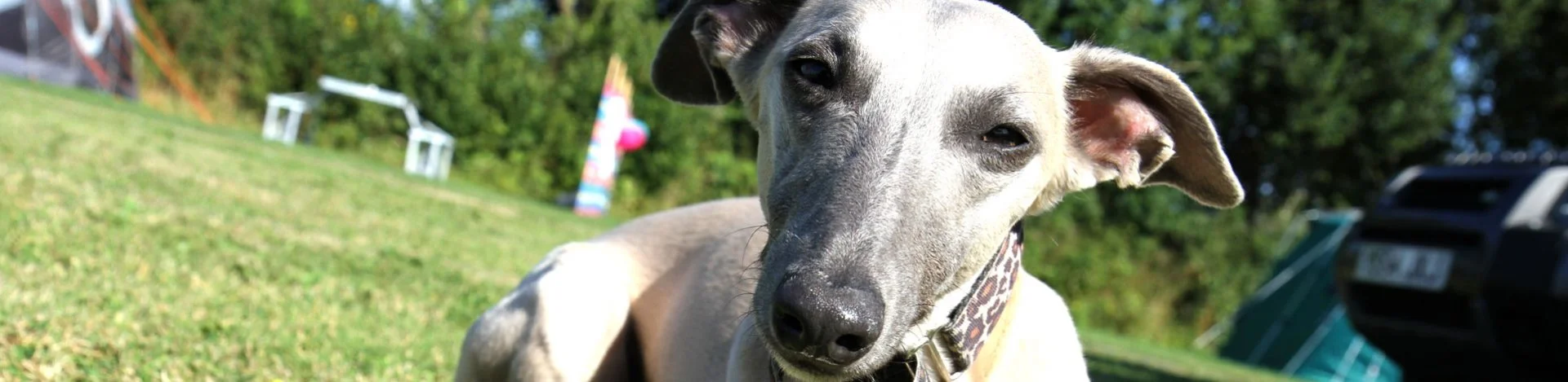 dog top 1 - Perran Springs Holiday Park, Perranporth, Cornwall