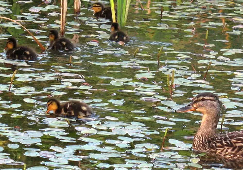 Nature Pond