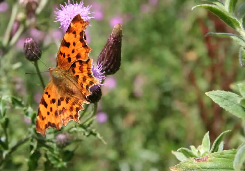 bug gallery 1 - Perran Springs Holiday Park, Perranporth, Cornwall