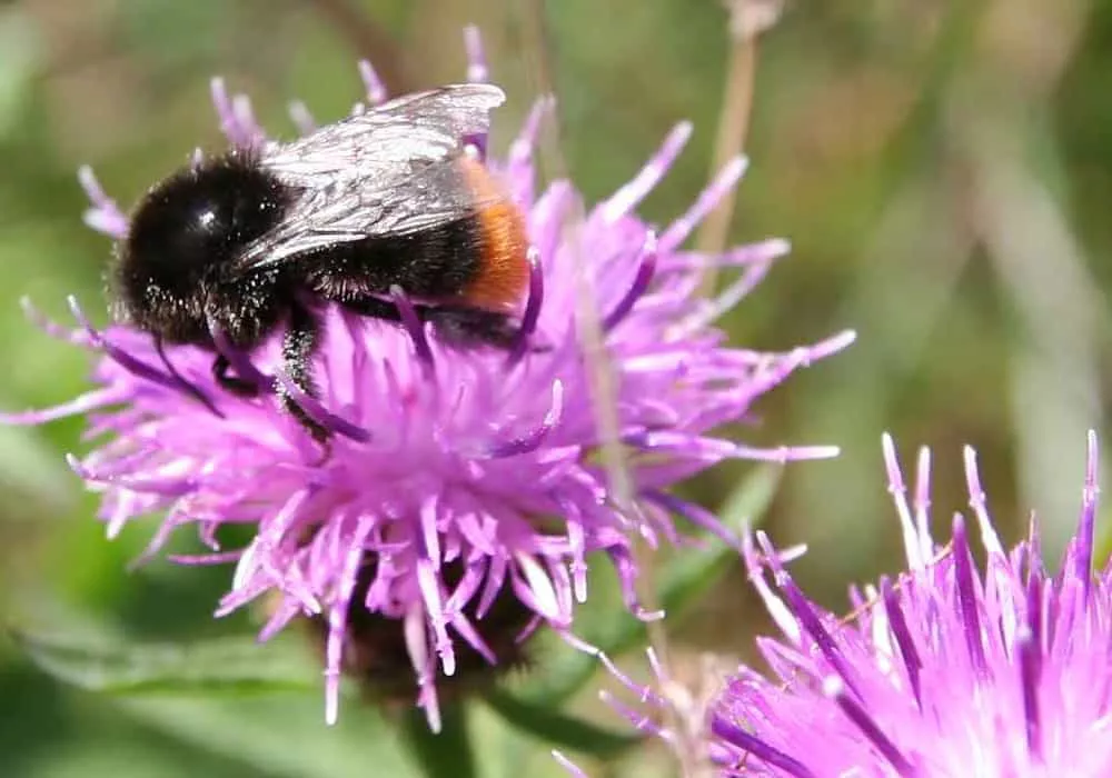 bug gallery 2 - Perran Springs Holiday Park, Perranporth, Cornwall
