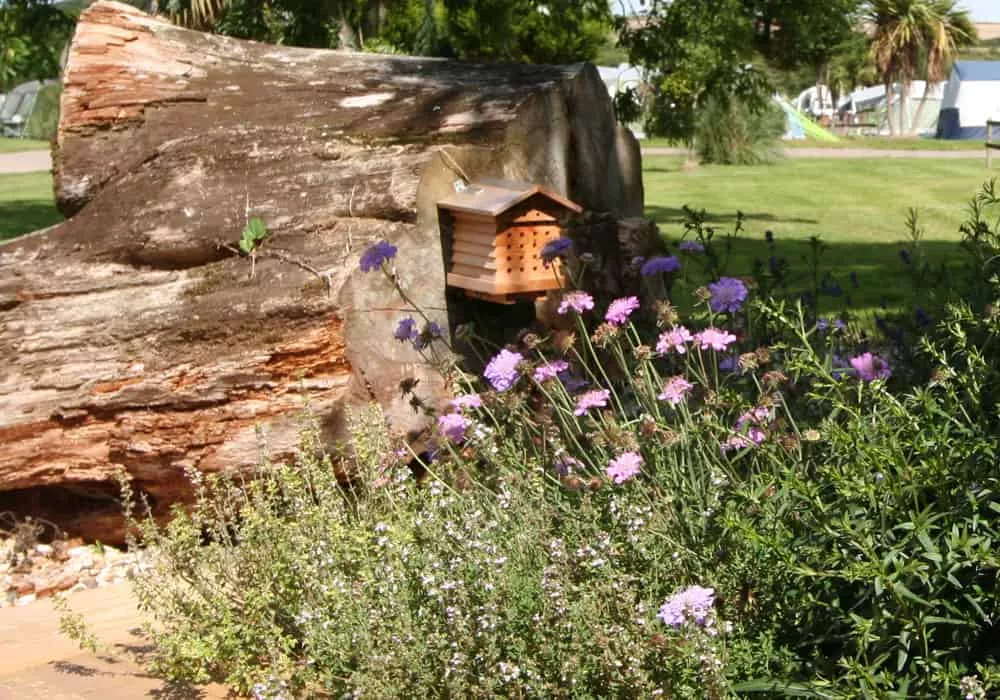 Butterfly & Bee Garden