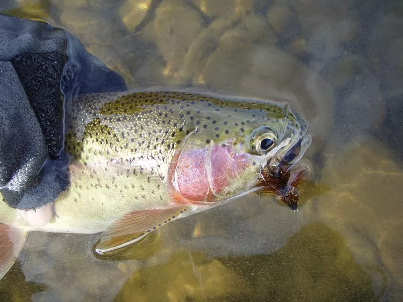 Fly Fishing on Bodmin Moor