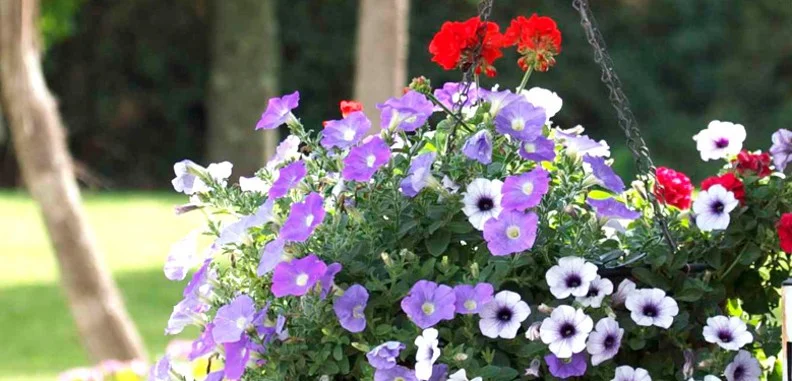cornwall garden centre