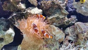 Clown Fish at Blue Reef