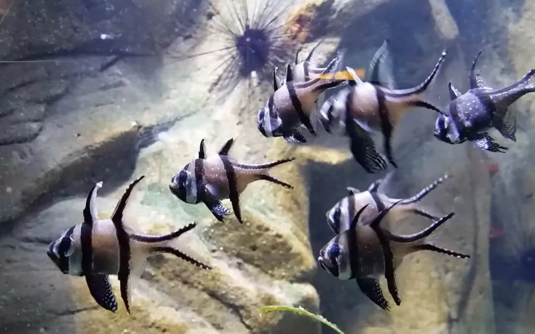 Newquay Blue Reef Aquarium
