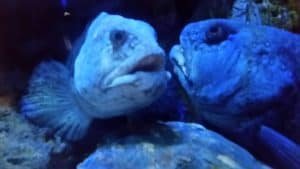 Wolf Fish at Blue Reef