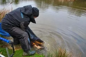 Person in waterproof gear releasing a fish into a calm pond, showcasing sustainable fishing practices and conservation efforts.