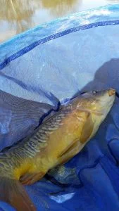 carp caught on Burt Baits