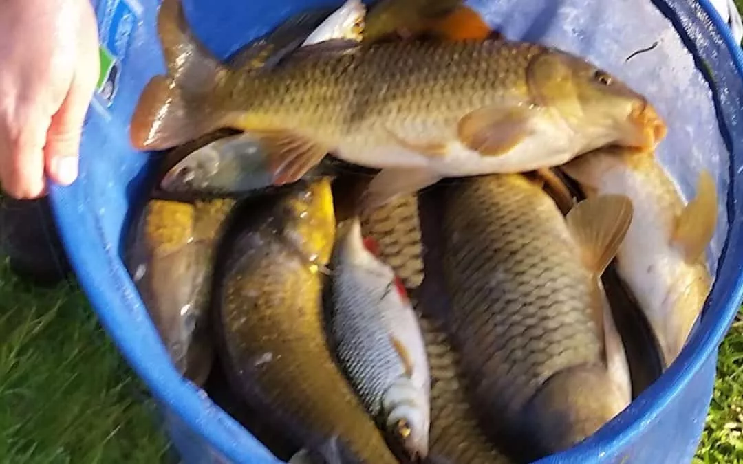 Carp Fishing On Dragonfly Lake