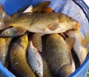 Carp fishing holiday Cornwall