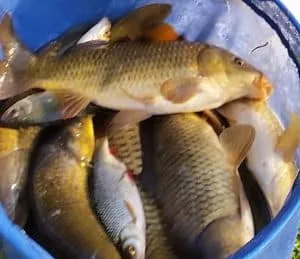 Carp fishing holiday Cornwall