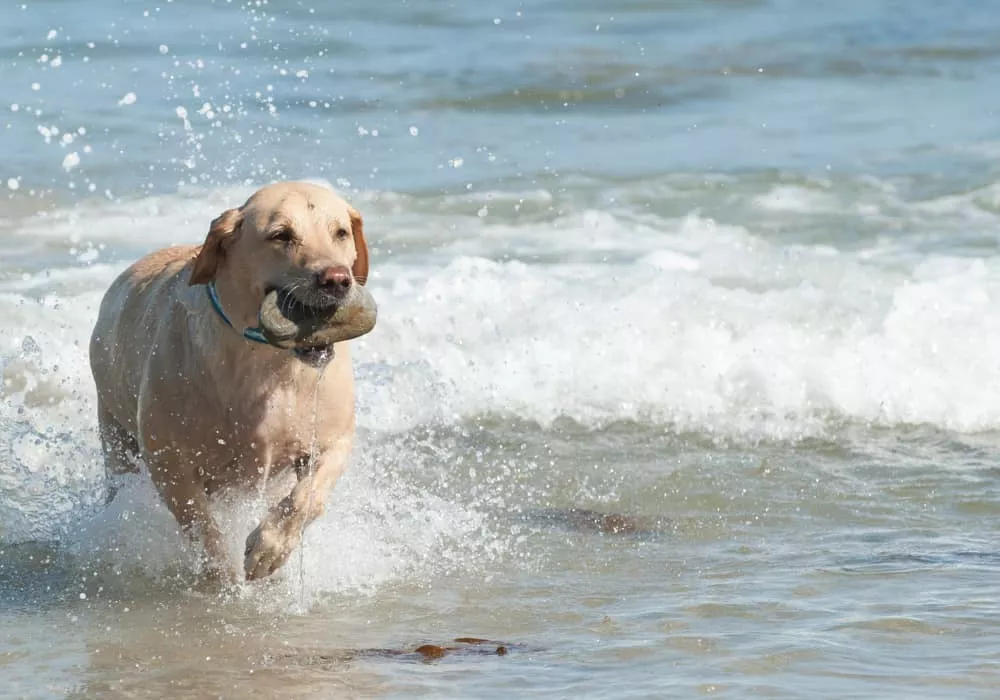 doggy gallerypic2 - Perran Springs Holiday Park, Perranporth, Cornwall
