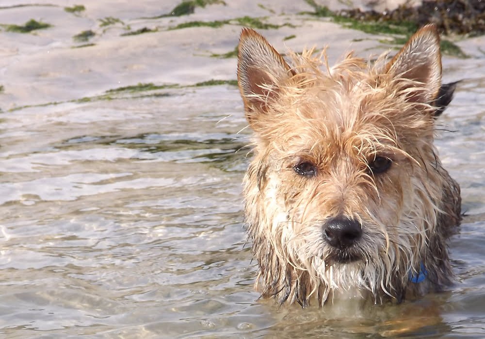 Dog-Friendly Cornwall from Perran Springs: The Ultimate Guide to “Paws-on” Adventures