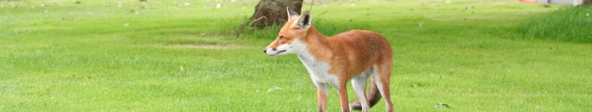 Holiday Park Wildlife