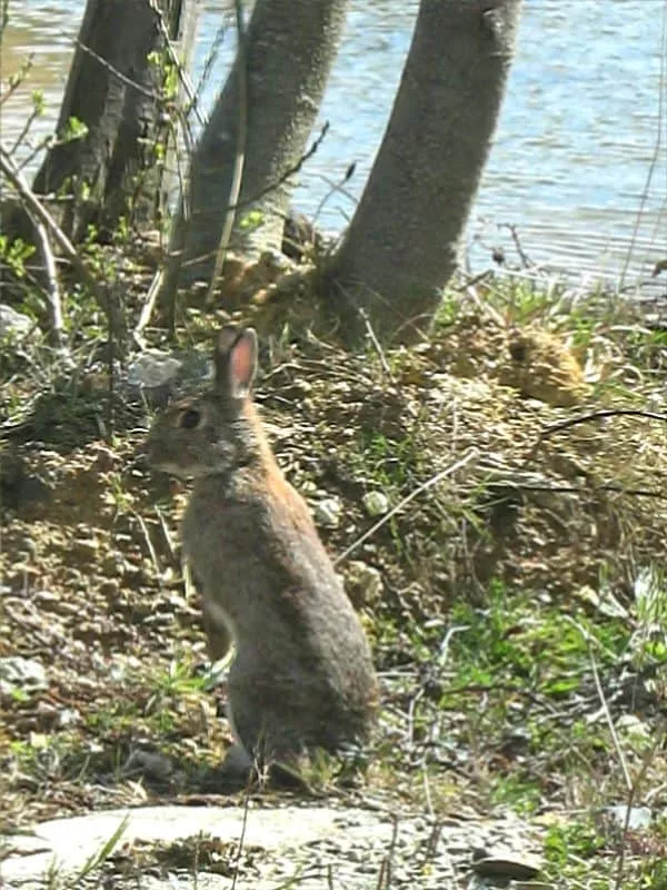 NatureWildlife4 - Perran Springs Holiday Park, Perranporth, Cornwall
