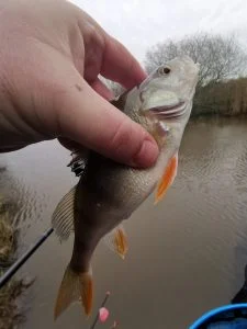 perch