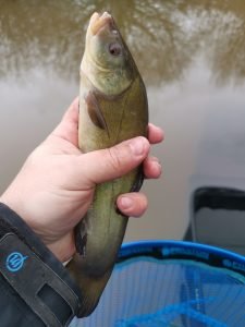 IMG_20210221_150854 tench