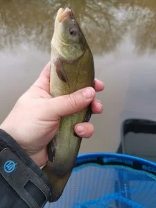 tench