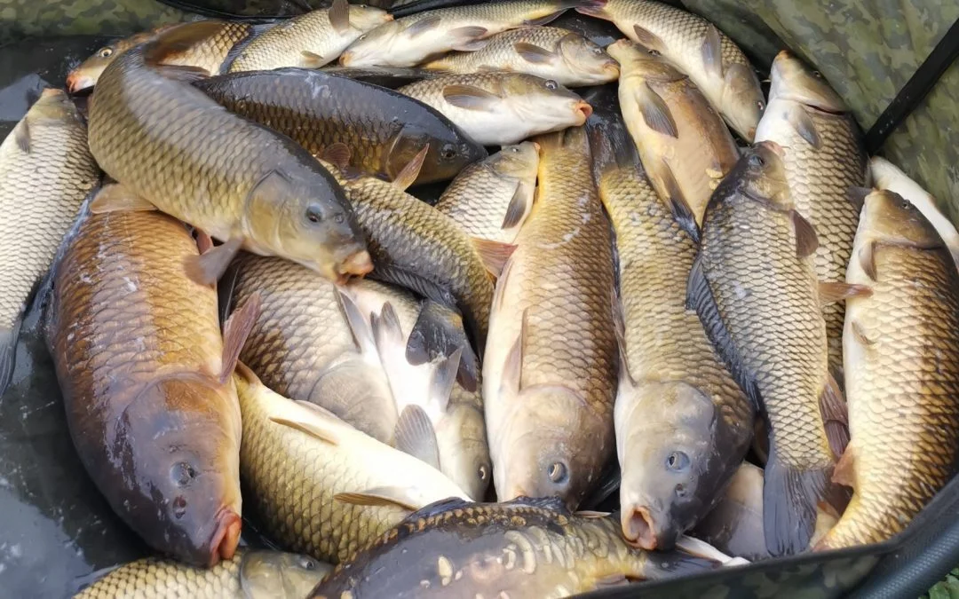 Fish Haul Of Over 125lb