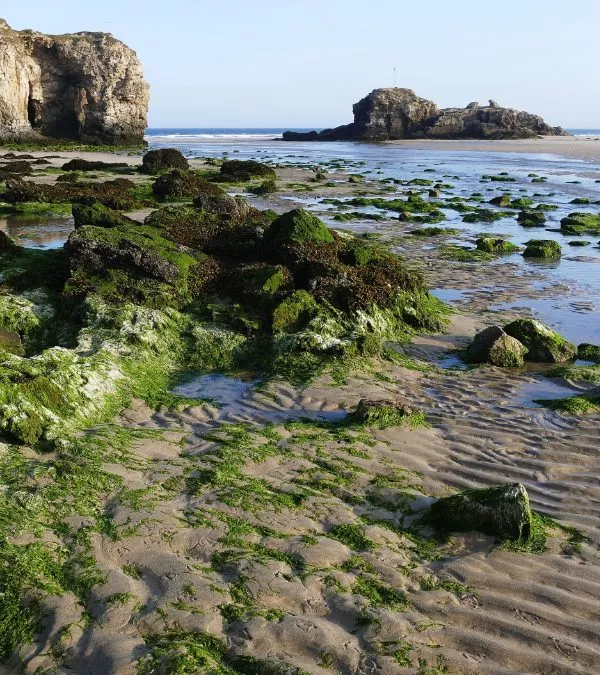 Crabbing in Cornwall: Best Spots Near Perran Springs Holiday Park