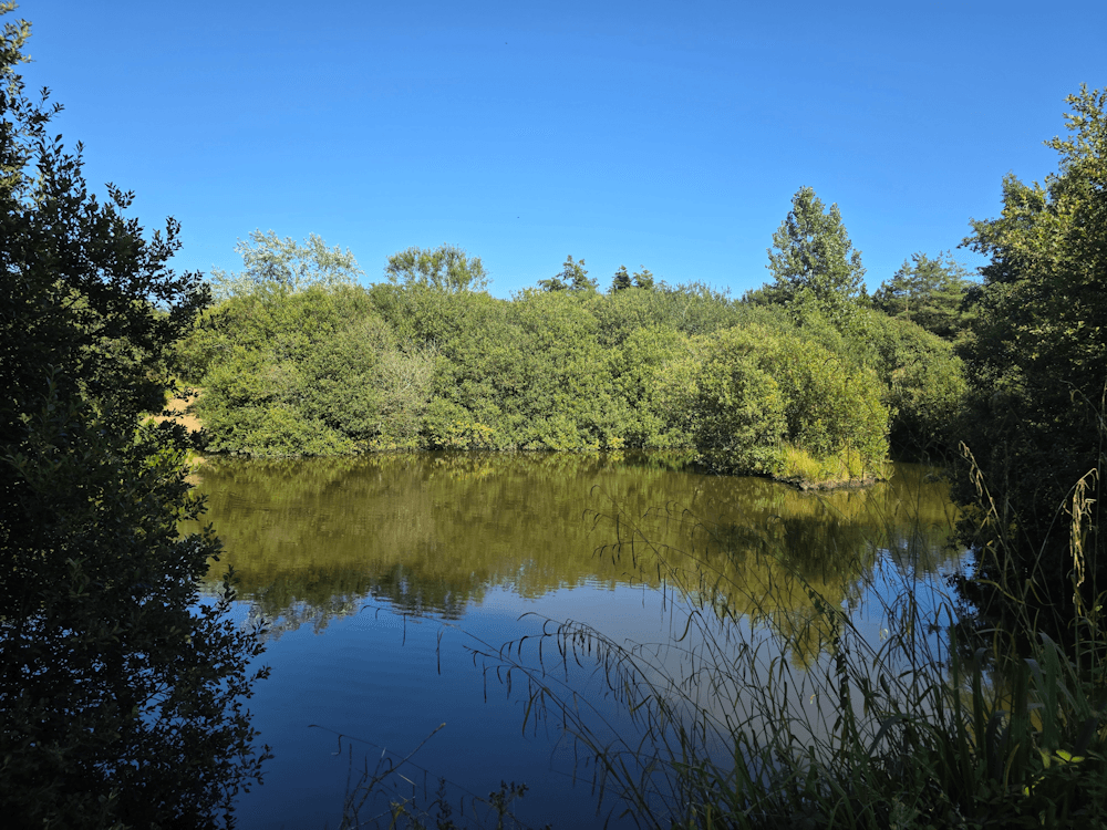 dragongly-lake-1