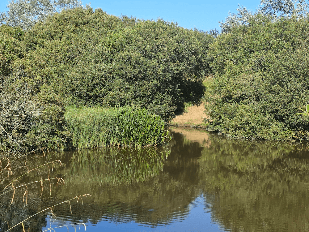 dragongly-lake-2